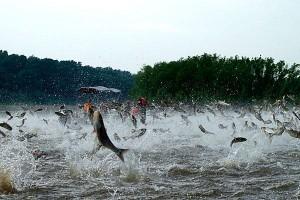 zburatorii - carp-fishing-tackle-300x200.jpg